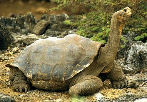 داروین متوجه شد لاک هر لاک پشت براساس منطقه ای که در آن زندگی می کند با دیگری تفاوت دارد.